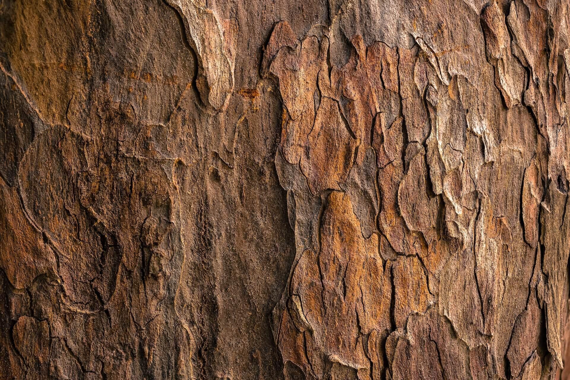 jude-infantini-mi-qcap95ok-unsplash